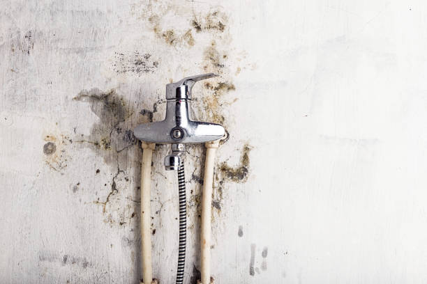 Best White Mold Remediation in Astor, FL
