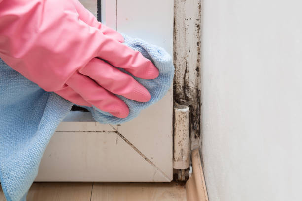Best Mold Remediation for Specific Building Types in Astor, FL